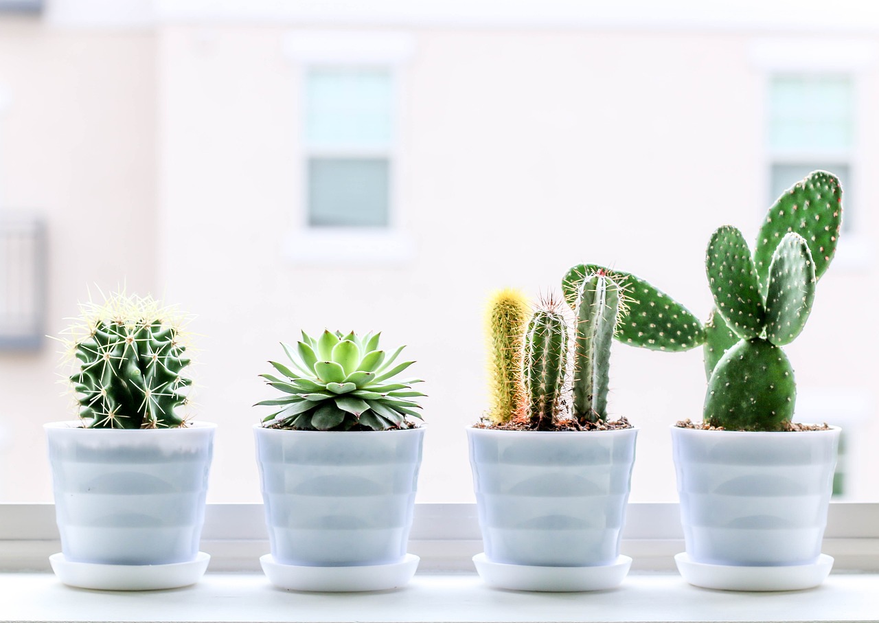 Quais são as plantas que gostam de sol?